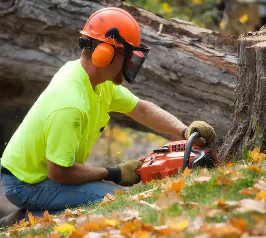 tree services Silver Ridge